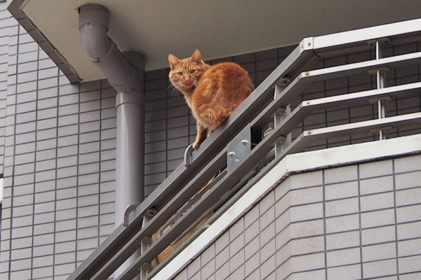 手すりの上の茶トラ君　カメラ見る