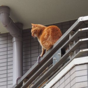 ginger cat watching