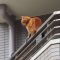 ginger cat watching