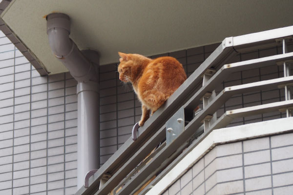 ginger cat watching