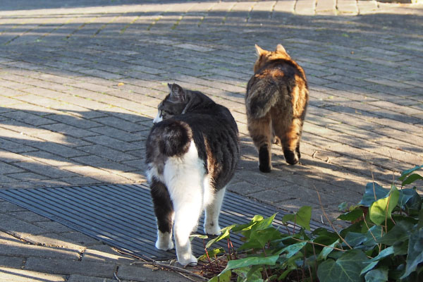 クラタンとタンタル　クロム待ち