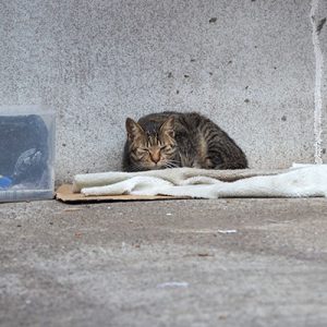 こい太 壁際で丸くなる