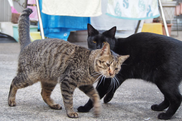 こい太モノ太兄にスリリン