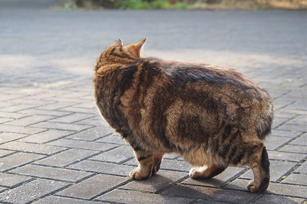 クラタン　ぐるぐる模様