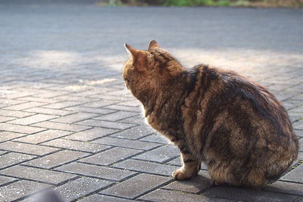 クラタン　ちまっと