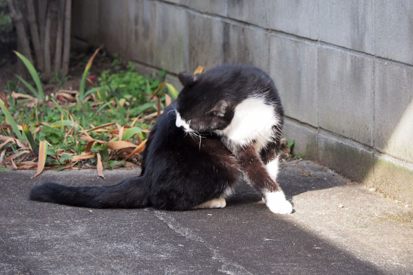 ブッチ　背中を舐める