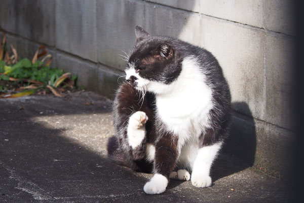 ブッチ　カイカイ　終わり頃