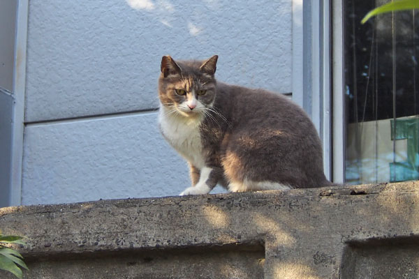 レックス　考え中