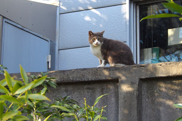 rex on the high wall