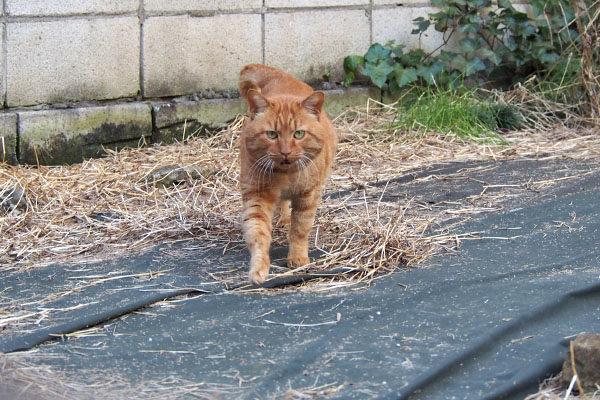 ２度目のトト　いつも通り