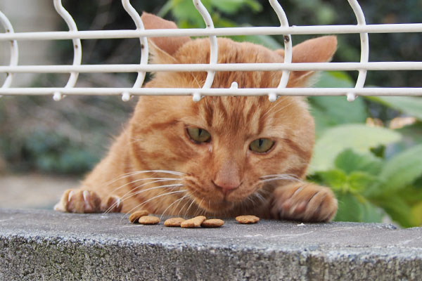 ２度目のトト　食べる