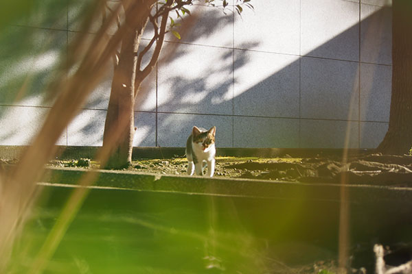 コーちゃん　やって来る