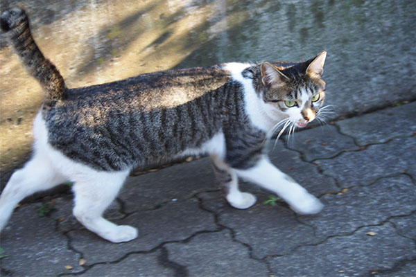 コーちゃん　強めのおねだり開始