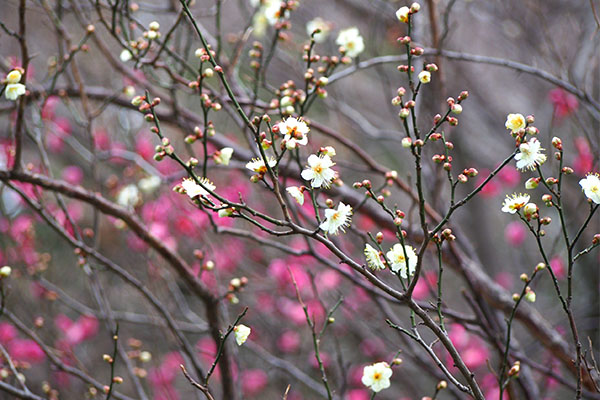 flower white pink