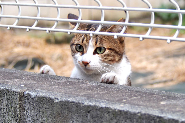 頭を出したのはネオン