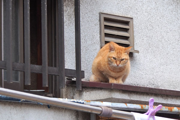 ソラちゃん　窓から出て来た