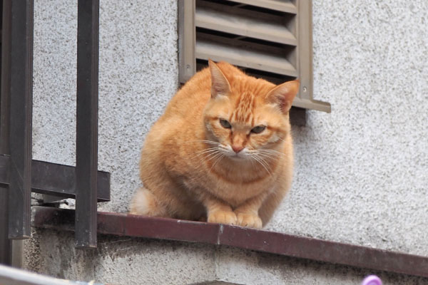 ソラちゃん　じろじろ