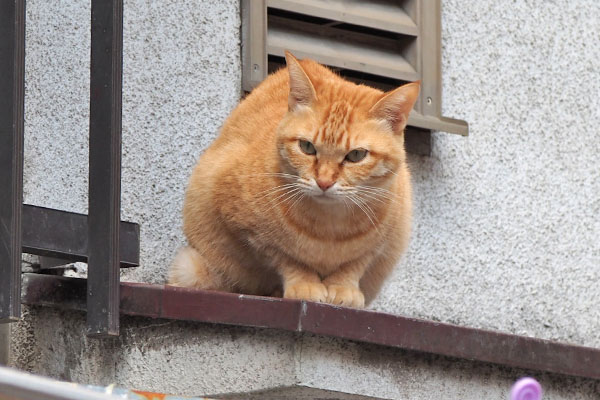 ソラちゃん　あれは誰にゃ