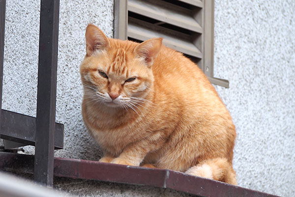 ソラちゃん　イライラ顔