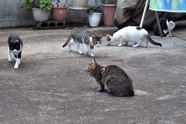 猫さん４匹