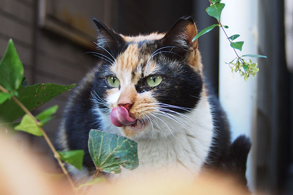 お鼻をぺろんなリコ