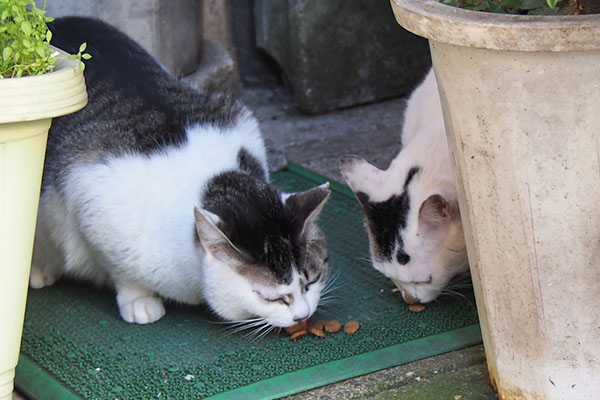 カリカリ　シェアする母子