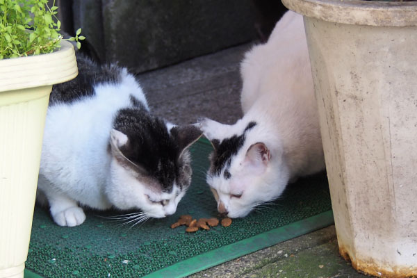 カリカリ　シェアする母子２