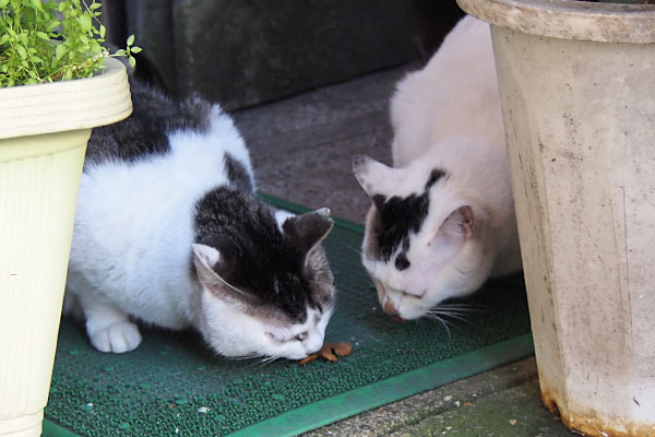 カリカリ　シェアする母子３