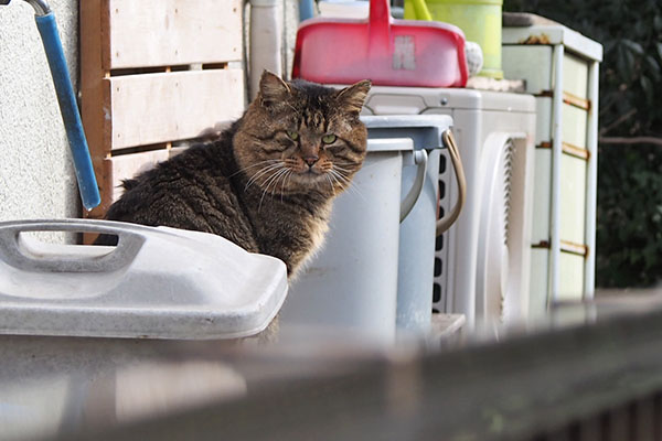 トッキー　日向ぼっこ