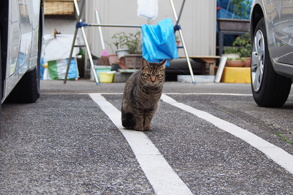 車と車の間に　こい太