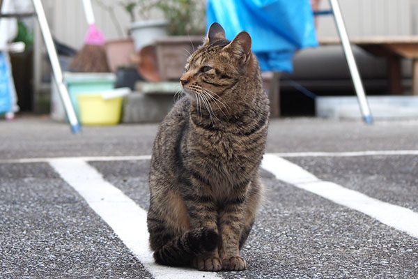 こい太　左見る