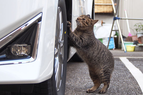 左の車でバリバリ～こい太