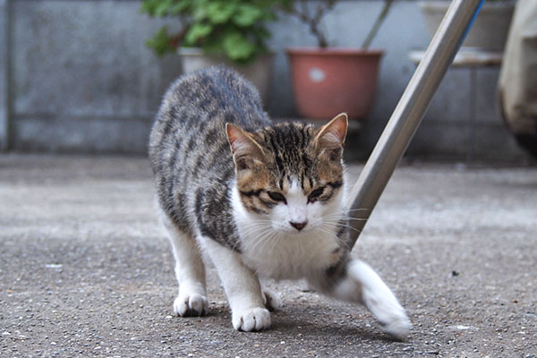 コルビ　かわいい顔