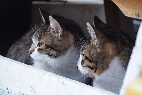 さくらとホット４