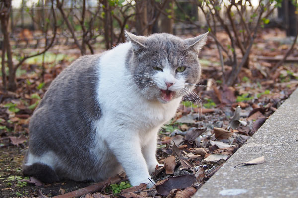 ダル太　イカ耳でぺろぺろ