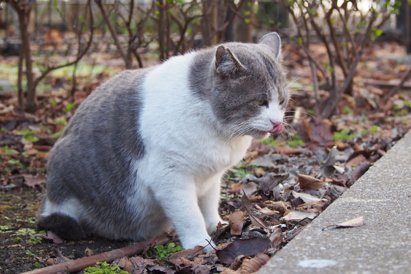 ダル太は食べ終わった