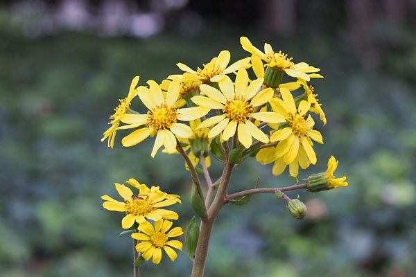 flower yellow