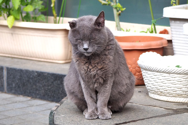 お座りして寝ているような　ロシグレ