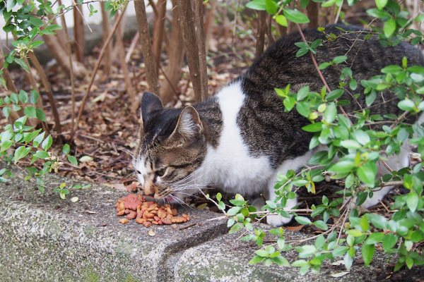 コーちゃん　食べる