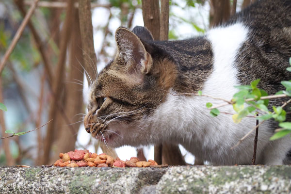 コーちゃん　食べる　噛む