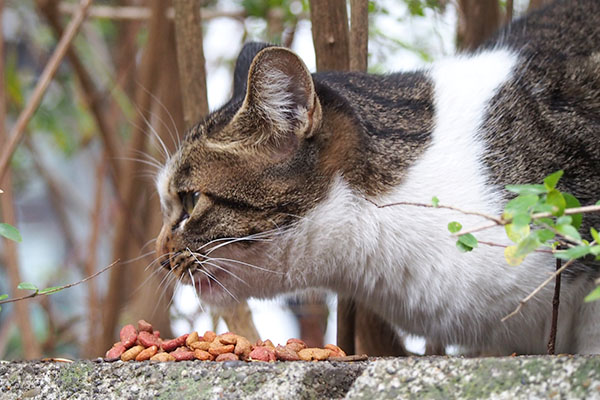 コーちゃん　食べる　警戒