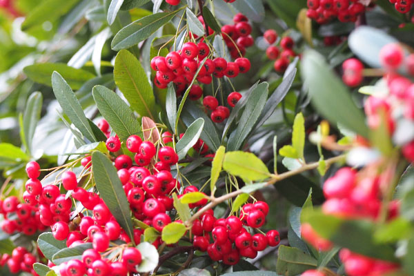 flower red fruits