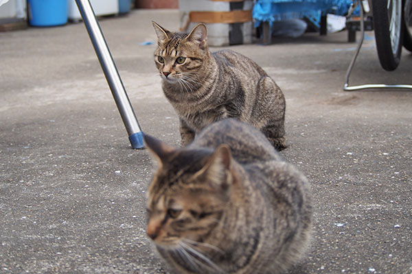 こい太とらい太　左