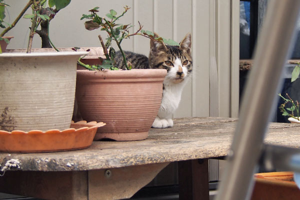 ホット　植木鉢の横