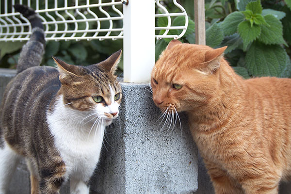 トトとネオン　向かい合う