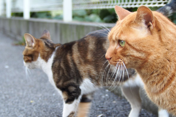 トト　キリリな横顔