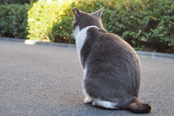 ちびにゃん　背中