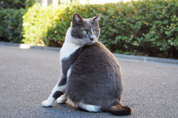 ちびにゃん　ノーマル