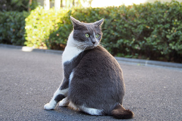 ちびにゃん　イカ耳