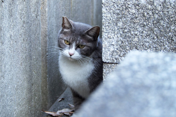 レックス　まだ貰えるのかにゃ